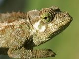 Cameleon Chameleon Photo Lizard Chamaeleonidae Jackson_s-chameleon-2