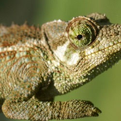 Cameleon Chameleon Photo Lizard Chamaeleonidae Jackson_s-chameleon-2