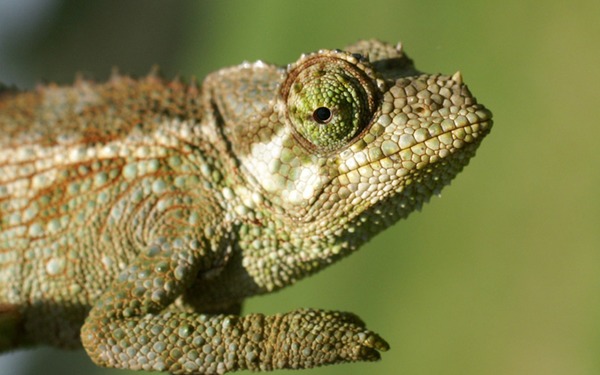 Cameleon Chameleon Photo Lizard Chamaeleonidae Jackson_s-chameleon-2