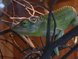 Cameleon Lizard Chamaeleonidae Chameleon Photo Chamaeleo_jacksonii horned horney horn lagarto