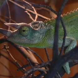 Cameleon Lizard Chamaeleonidae Chameleon Photo Chamaeleo_jacksonii horned horney horn lagarto