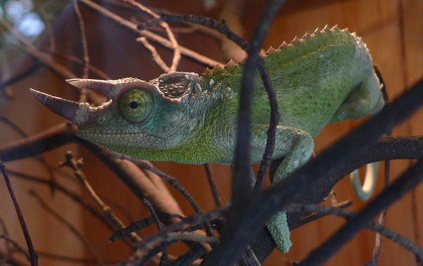 Cameleon Lizard Chamaeleonidae Chameleon Photo Chamaeleo_jacksonii horned horney horn lagarto