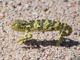 Cameleon Lizard Chamaeleonidae Chameleon Photo pigmy black green Chameleon lizard Chamaeleonidae small walking