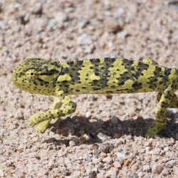 Cameleon Lizard Chamaeleonidae Chameleon Photo pigmy black green Chameleon lizard Chamaeleonidae small walking