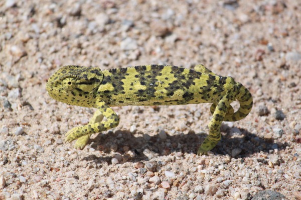 Cameleon Lizard Chamaeleonidae Chameleon Photo pigmy black green Chameleon lizard Chamaeleonidae small walking