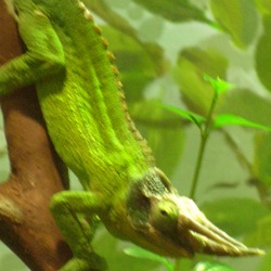 Cameleon Lizard Chamaeleonidae Photo Chameleon Lizard Photo Chamaeleonidae Cameleon Chameleon Jackson_s_Chameleon_CAS_4