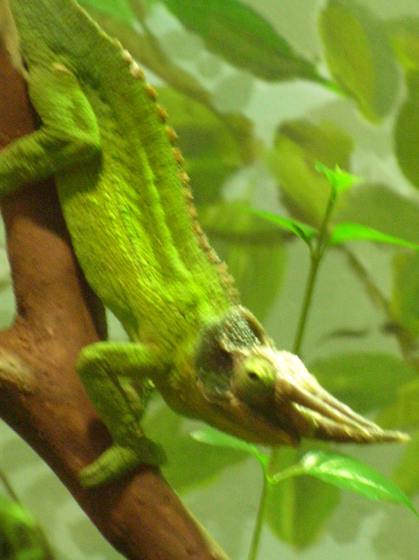 Cameleon Lizard Chamaeleonidae Photo Chameleon Lizard Photo Chamaeleonidae Cameleon Chameleon Jackson_s_Chameleon_CAS_4