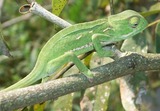 Reptiles