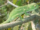 Cameleon Lizard Chameleon Photo Chamaeleonidae Flapneck_Chameleon_branch_22_08_2010