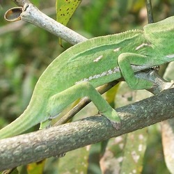 Cameleon Lizard Chameleon Photo Chamaeleonidae Flapneck_Chameleon_branch_22_08_2010