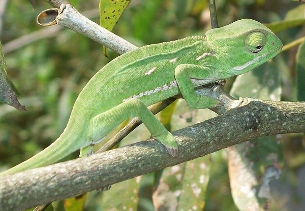 Cameleon Lizard Chameleon Photo Chamaeleonidae Flapneck_Chameleon_branch_22_08_2010