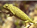 Cameleon Lizard Photo Chamaeleonidae Chameleon Camaleon_comun Chameleon lizard Chamaeleonidae common yellow