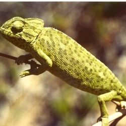 Cameleon Lizard Photo Chamaeleonidae Chameleon Camaleon_comun Chameleon lizard Chamaeleonidae common yellow