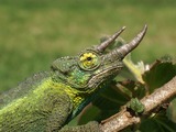 Cameleon Lizard Photo Chamaeleonidae Chameleon Chamaeleonidae Jackson_s-chameleon-1