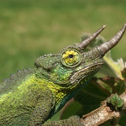 Cameleon Lizard Photo Chamaeleonidae Chameleon Chamaeleonidae Jackson_s-chameleon-1