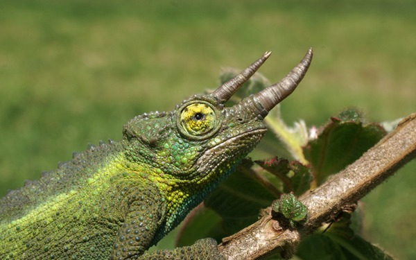 Cameleon Lizard Photo Chamaeleonidae Chameleon Chamaeleonidae Jackson_s-chameleon-1