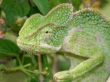 Cameleon Lizard Photo Chamaeleonidae Chameleon South_Asian_Chamaeleon_(Chamaeleo_zeylanicus)_W_IMG_1839