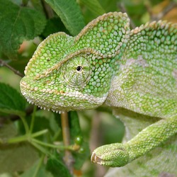 Cameleon Lizard Photo Chamaeleonidae Chameleon South_Asian_Chamaeleon_(Chamaeleo_zeylanicus)_W_IMG_1839