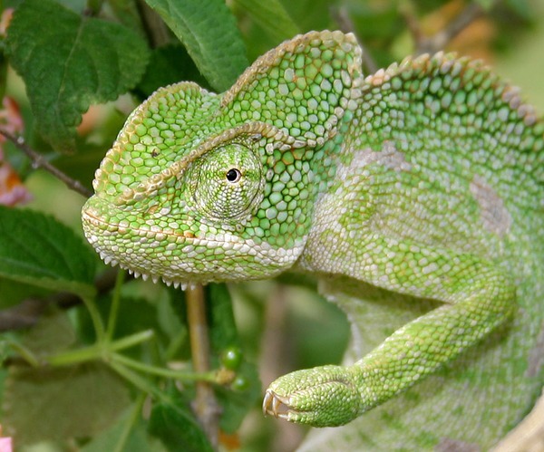 Cameleon Lizard Photo Chamaeleonidae Chameleon South_Asian_Chamaeleon_(Chamaeleo_zeylanicus)_W_IMG_1839