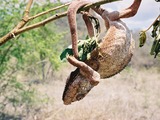 Cameleon Photo Chameleon Lizard Chamaeleonidae Chameleon_in_Madagascar