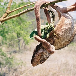 Cameleon Photo Chameleon Lizard Chamaeleonidae Chameleon_in_Madagascar