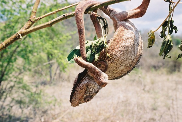 Cameleon Photo Chameleon Lizard Chamaeleonidae Chameleon_in_Madagascar