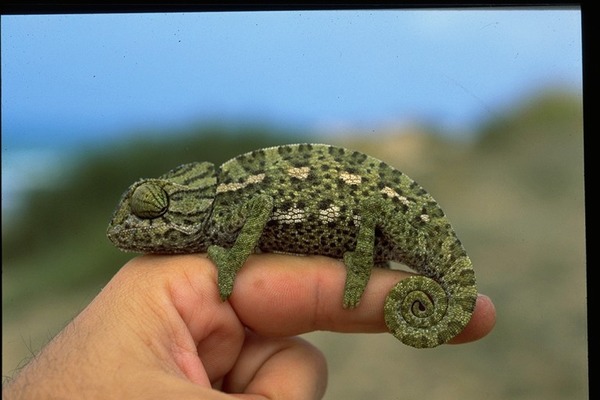 Cameleon Photo Lizard Chamaeleonidae Chameleon Camaleonte Chameleon lizard Chamaeleonidae pigmy small tiny