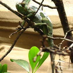 Cameleon Photo Lizard Chamaeleonidae Chameleon Chamaeleo_calyptratus zoo common Chameleon lizard Chamaeleonidae