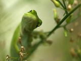 Cameleon Photo Lizard Chamaeleonidae Chameleon curious green Chameleon lizard Chamaeleonidae bokeh macro pigmy