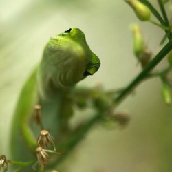 Cameleon Photo Lizard Chamaeleonidae Chameleon curious green Chameleon lizard Chamaeleonidae bokeh macro pigmy