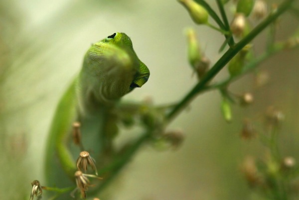 Cameleon Photo Lizard Chamaeleonidae Chameleon curious green Chameleon lizard Chamaeleonidae bokeh macro pigmy