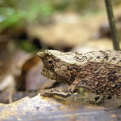 Cameleon Photo Lizard Chameleon Chamaeleonidae Brookesia Chameleon lizard Chamaeleonidae brown horned horn