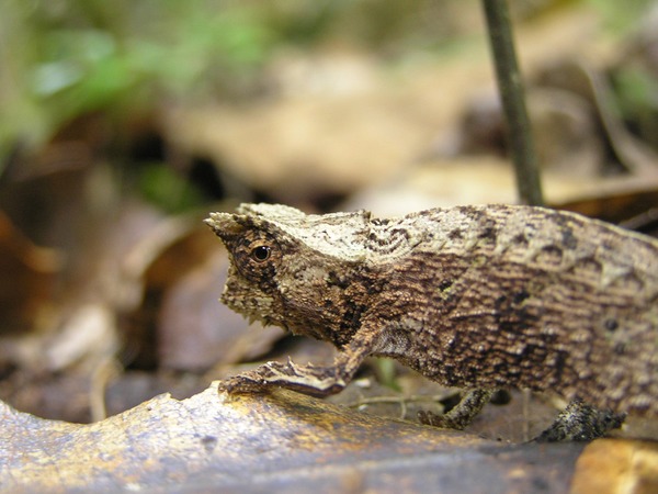 Cameleon Photo Lizard Chameleon Chamaeleonidae Brookesia Chameleon lizard Chamaeleonidae brown horned horn