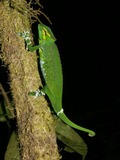 Chamaeleonidae Cameleon Chameleon Lizard Photo Chamaeleo_wiedersheimi wild green