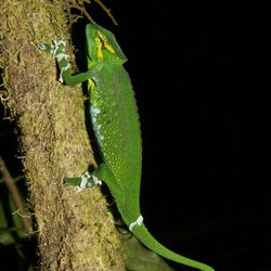 Chamaeleonidae Cameleon Chameleon Lizard Photo Chamaeleo_wiedersheimi wild green