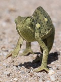 Chamaeleonidae Cameleon Chameleon Lizard Photo Chamaeleonidae_anagoria