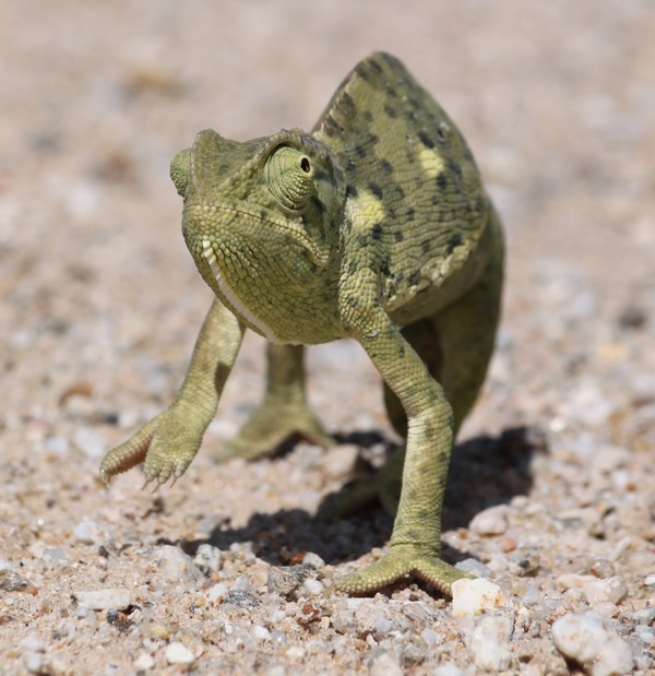 Chamaeleonidae Cameleon Chameleon Lizard Photo Chamaeleonidae_anagoria