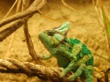 Chamaeleonidae Cameleon Chameleon Photo Lizard DSC_0932rr