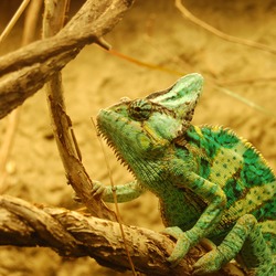 Chamaeleonidae Cameleon Chameleon Photo Lizard DSC_0932rr