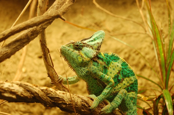 Chamaeleonidae Cameleon Chameleon Photo Lizard DSC_0932rr