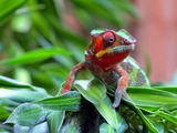 Chamaeleonidae Chameleon Cameleon Lizard Photo The_modern_pet