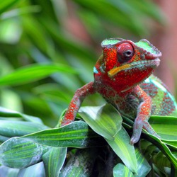 Chamaeleonidae Chameleon Cameleon Lizard Photo The_modern_pet