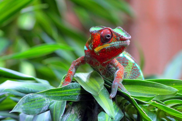 Chamaeleonidae Chameleon Cameleon Lizard Photo The_modern_pet