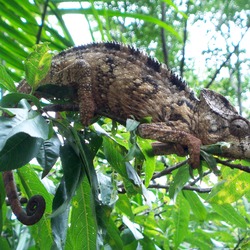 Chamaeleonidae Chameleon Photo Lizard Cameleon Madagascar,_chameleo