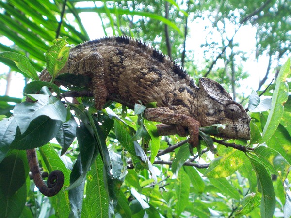 Chamaeleonidae Chameleon Photo Lizard Cameleon Madagascar,_chameleo