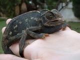 Chamaeleonidae Lizard Cameleon Chameleon Photo Chamaeleo Frightened black lagarto