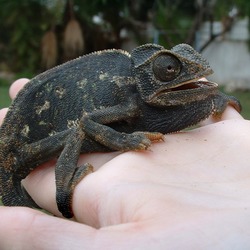 Chamaeleonidae Lizard Cameleon Chameleon Photo Chamaeleo Frightened black lagarto