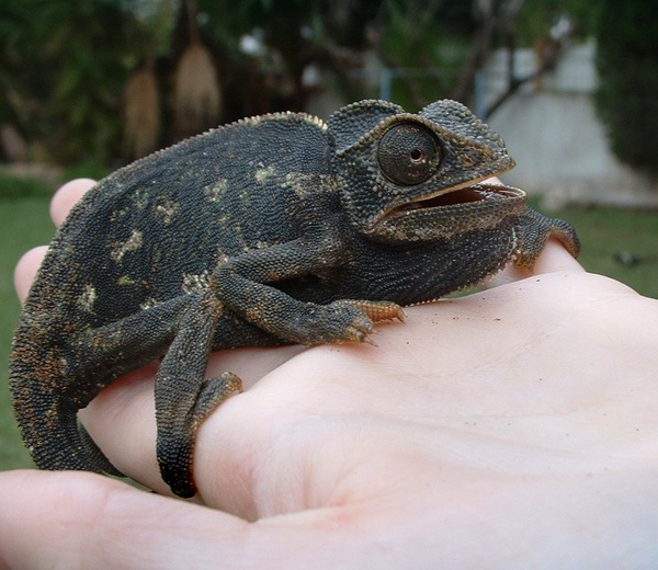 Chamaeleonidae Lizard Cameleon Chameleon Photo Chamaeleo Frightened black lagarto