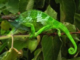 Chamaeleonidae Lizard Cameleon Chameleon Photo Chameleon_-_Tanzania_-_Usambara_Mountains