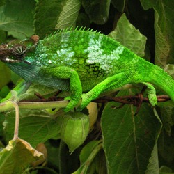 Chamaeleonidae Lizard Cameleon Chameleon Photo Chameleon_-_Tanzania_-_Usambara_Mountains